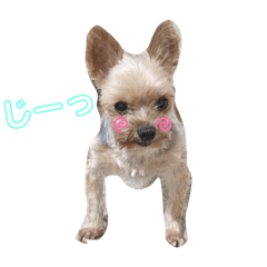 [LINEスタンプ] 千代子さん