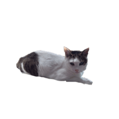 [LINEスタンプ] 我が家のCoCoです