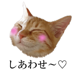 [LINEスタンプ] 茶トラだらけ