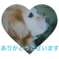 [LINEスタンプ] ☆愛犬です☆