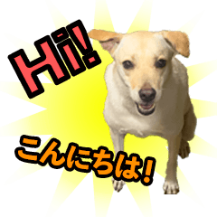 [LINEスタンプ] 我が家の拾った犬の日常
