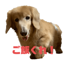 [LINEスタンプ] イッヌのきりゅう
