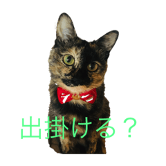 [LINEスタンプ] サビ猫好き専用