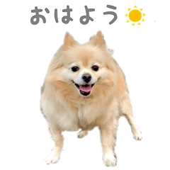 [LINEスタンプ] ポメチワのべるちゃん