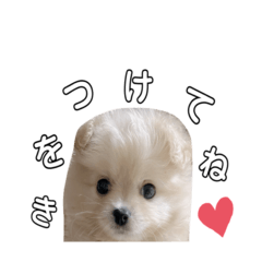 [LINEスタンプ] 愛犬シュシュくんパート2