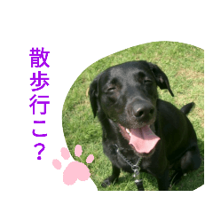 [LINEスタンプ] 家犬wonderful