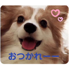 [LINEスタンプ] パピヨンのみろたん