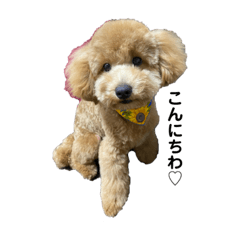 [LINEスタンプ] 愛犬おもち3