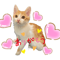 [LINEスタンプ] らんらんの毎日スタンプ♪