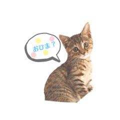 [LINEスタンプ] にゃんさまのきもち。