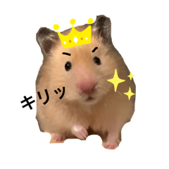 [LINEスタンプ] ハムスターのちくわくんスタンプ