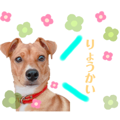 [LINEスタンプ] ころっけのスタンプ