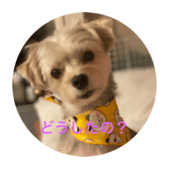 [LINEスタンプ] ハリーぼんぼん