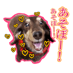 [LINEスタンプ] 関西弁を使うウチん家のミニチュアダックス