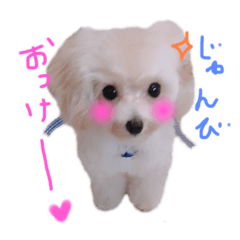 [LINEスタンプ] 赤ちゃんプードルのラテちゃん1