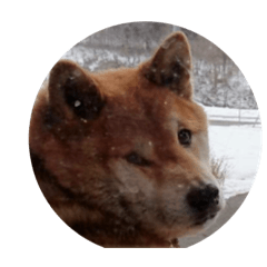 [LINEスタンプ] 柴犬のまさおのスタンプ