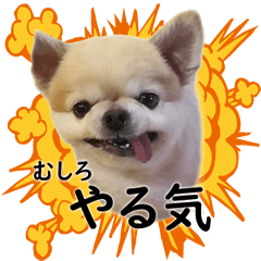 [LINEスタンプ] 唯我独尊我儘犬『麿～マロ～』
