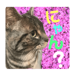 [LINEスタンプ] ダーちゃんとハムちくわん