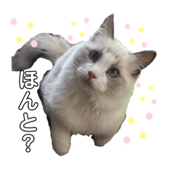 [LINEスタンプ] 琥士朗スタンプ❷