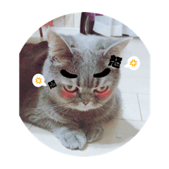 [LINEスタンプ] ブリティシュ ふわちゃん