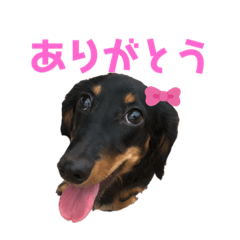 [LINEスタンプ] 愛しのシェリー