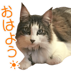 [LINEスタンプ] ふわふわ ねこのふーちゃん