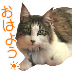 [LINEスタンプ] ふわふわ ねこのふーちゃんの画像（メイン）