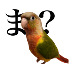 [LINEスタンプ] ウロコインコのケビンちゃん