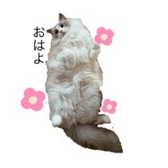 [LINEスタンプ] 琥士朗スタンプ！