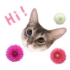 [LINEスタンプ] 花と猫 ダリアとソマリ