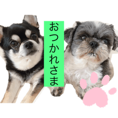 [LINEスタンプ] どんくろここ時々みる。
