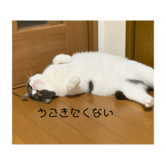 [LINEスタンプ] こむぎ♡♡♡