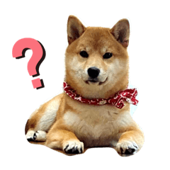 [LINEスタンプ] 柴犬きなこの日常スタンプ
