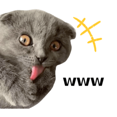 [LINEスタンプ] 表情豊かな愛猫ちゃん