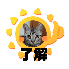 [LINEスタンプ] ルナくん 4 アメリカンショートヘア