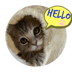[LINEスタンプ] マンチカンのルアナとノアの画像（メイン）