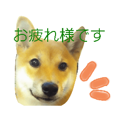 [LINEスタンプ] うちのペット 丁寧語