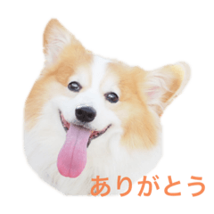 [LINEスタンプ] コーギー犬✿ᵕ̈*①