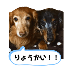 [LINEスタンプ] レオン＆ガロ