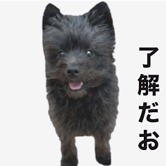 [LINEスタンプ] 世界一可愛いイッヌ