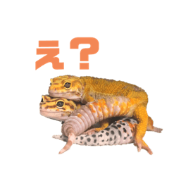 [LINEスタンプ] エキゾチックアニマルと犬