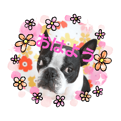 [LINEスタンプ] うちのボストンテリア