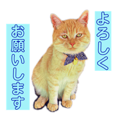 [LINEスタンプ] トラジローの仕事モードスタンプ
