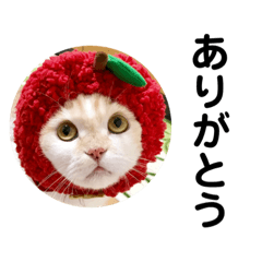 [LINEスタンプ] ダイスケこたろう