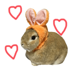 [LINEスタンプ] マロちゃんの日常。