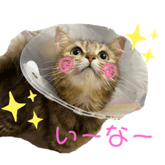 [LINEスタンプ] ごり丸