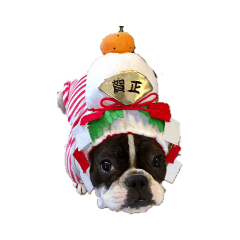 [LINEスタンプ] 愛犬グリちゃんの日常