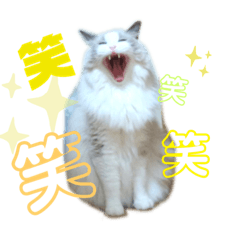 [LINEスタンプ] ラグドールのアッシュちゃん③
