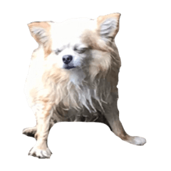 [LINEスタンプ] 家庭用犬