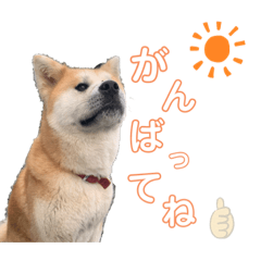 [LINEスタンプ] 秋田犬コレクション